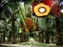 Malasia secuencia el genoma de la palma de aceite